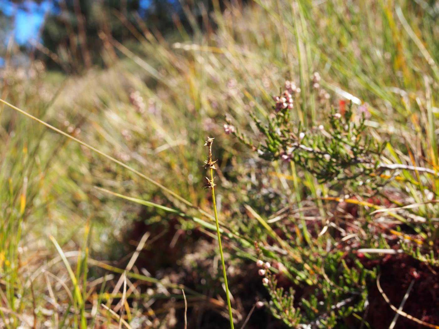 Sedge, Star plant